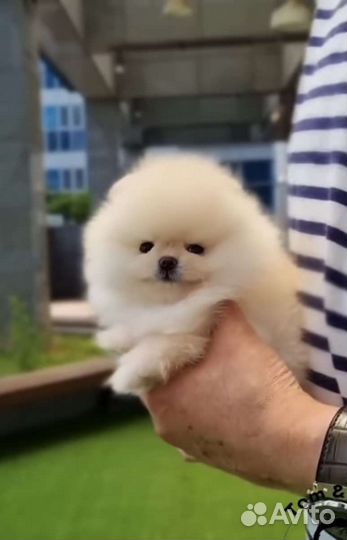 Померанский шпиц большой выбор щенков