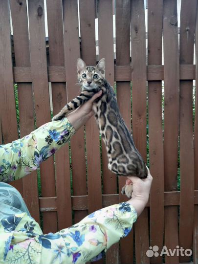 Бенгальские котята