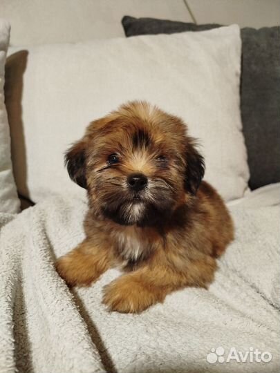 Русская цветная болонка