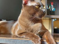 Вязка бурма, бурманские котята