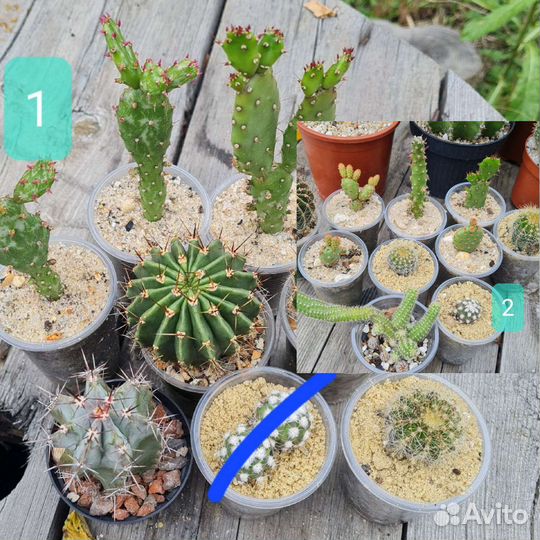 Каланхоэ, оттона, суккуленты, кактусы