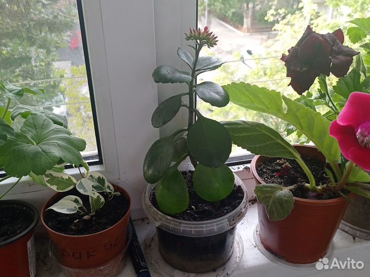 Каланхоэ цветущий