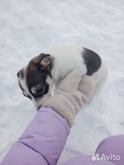 Щенок в добрые руки