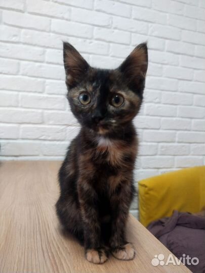 Котёнок Ляля-Роза