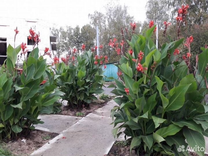 Цветы Канны