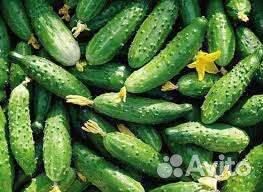 Семена огурцов из СССР Собственного Збора