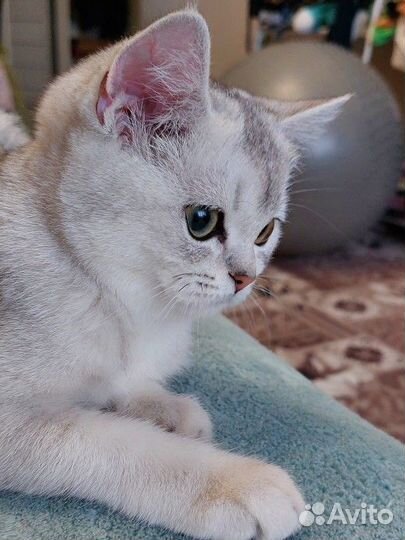 Британские шиншиллы