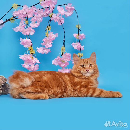 Куцехвостое счастье