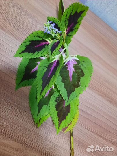 Сансевиерия, алоэ, колеос