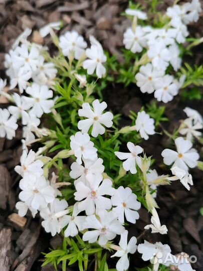 Флокс шиловидный