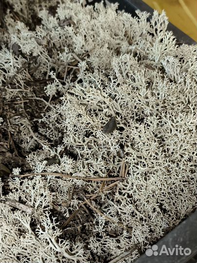 Мох ягель сухой