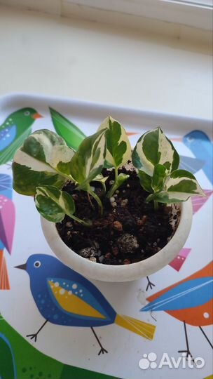 Комнатные растения по 100р