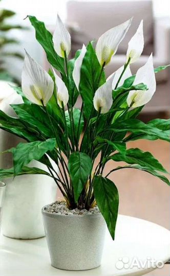 Спатифиллум, женское счастье