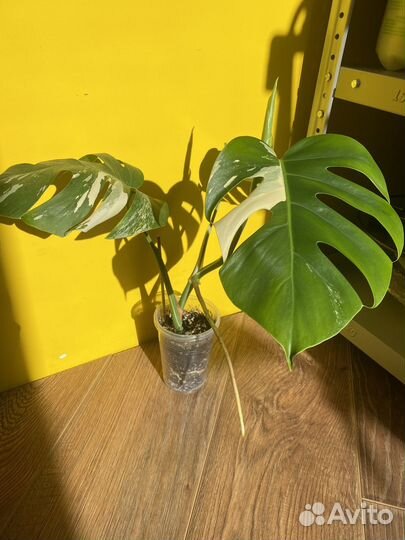 Монстера альба