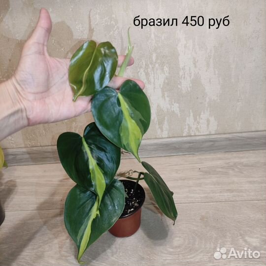 Комнатные растения