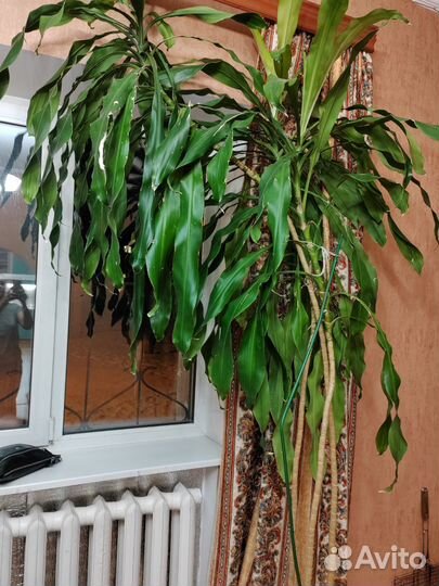 Драцена душистая