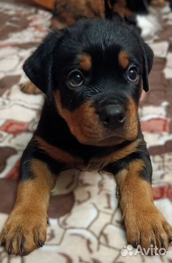 Щенки ротвейлера
