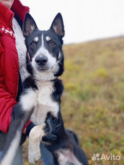 Собака в добрые руки