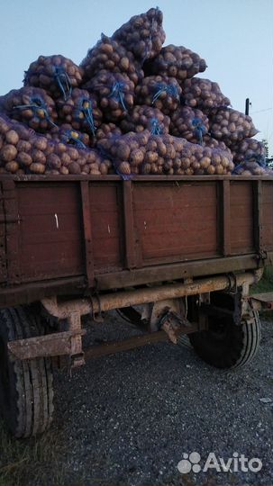 Картофель оптом