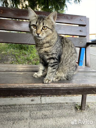 Кошечка в добрые руки