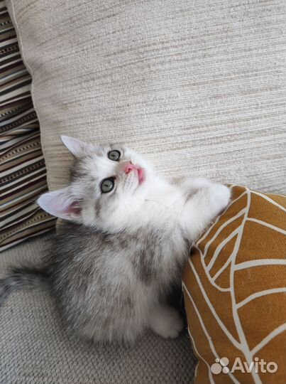 Необыкновенные котята