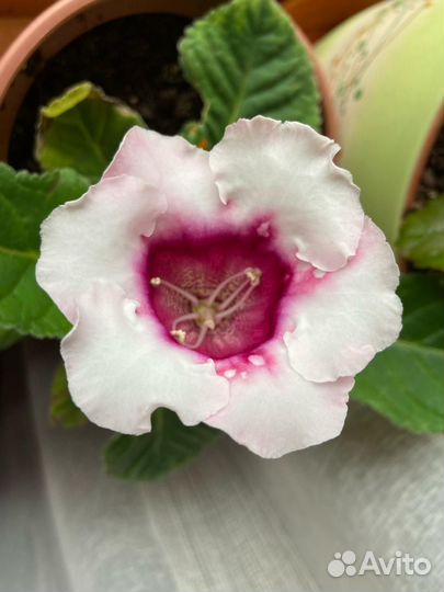 Глоксиния Тидея