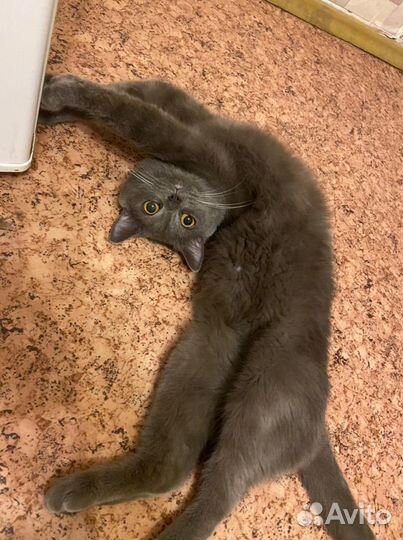 Кот на вязку