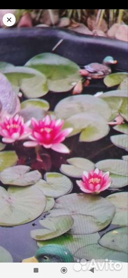 Водяная лилия