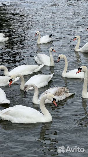 Светлогорск Янтарный Балтийск