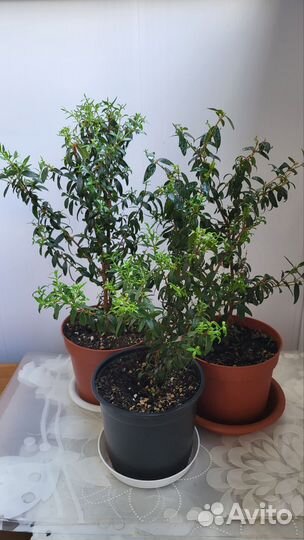 Комнатное растение мирт