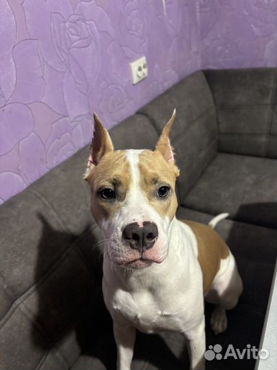 Американский стаффордширский терьер