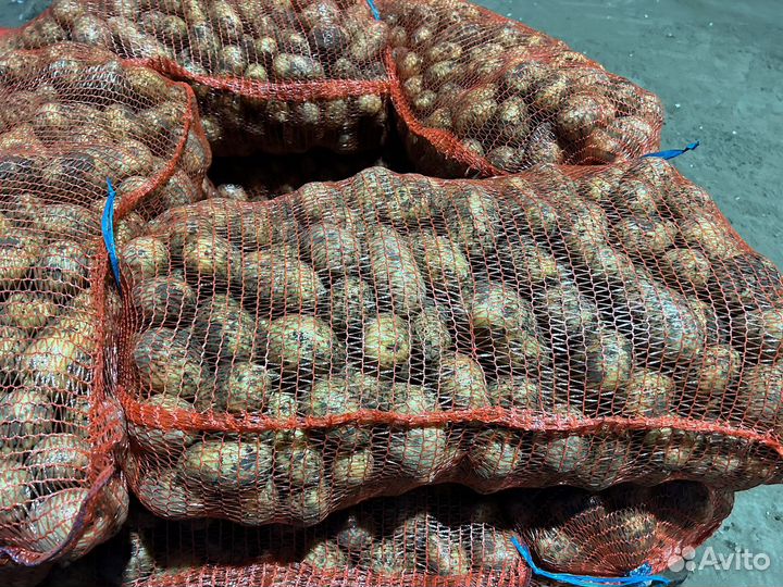 Картофель среднего размера