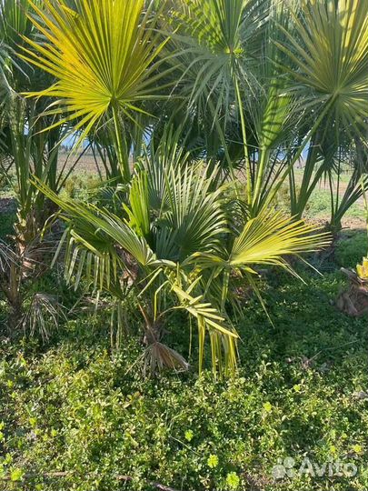 Пальма Вашингтония