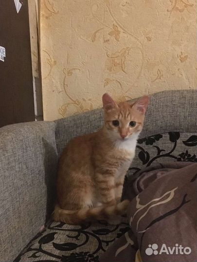 Котята в хорошие. Ответственный руки