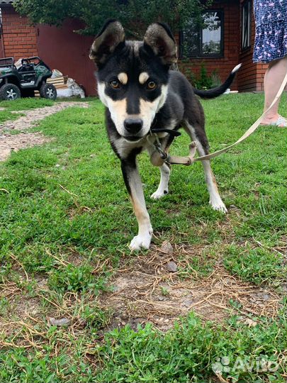 Собака, мальчик