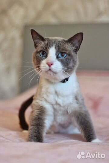 Кот