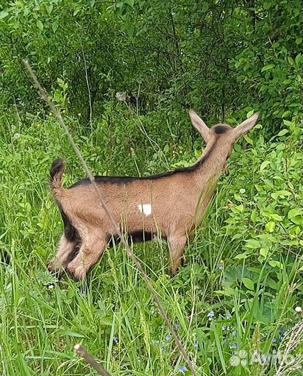 Козочка и козлик ч/п альпийцы