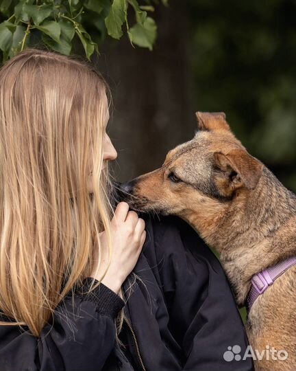 Маленькая собака - Коди ищет дом