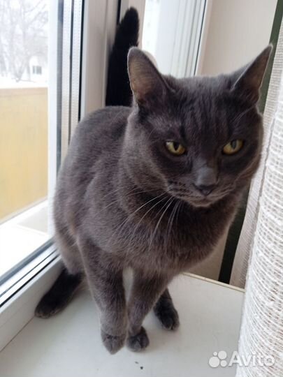 Беспроводные наушники xiaomi buds 4