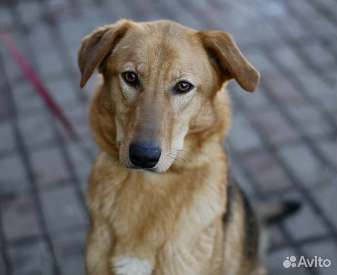 Собака Афина в добрые руки