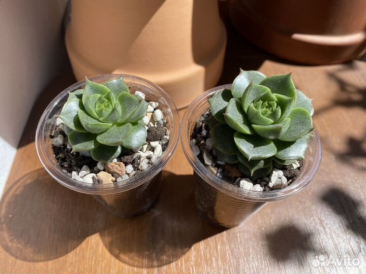 Суккуленты