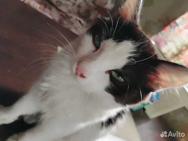 Кошка