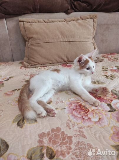 Котёнок