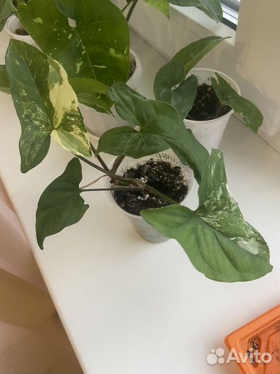 Сингониум imperial вайт