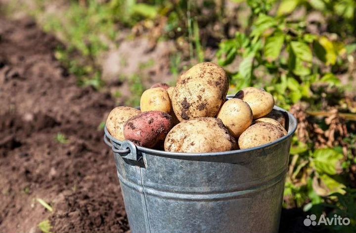 Продаю картофель