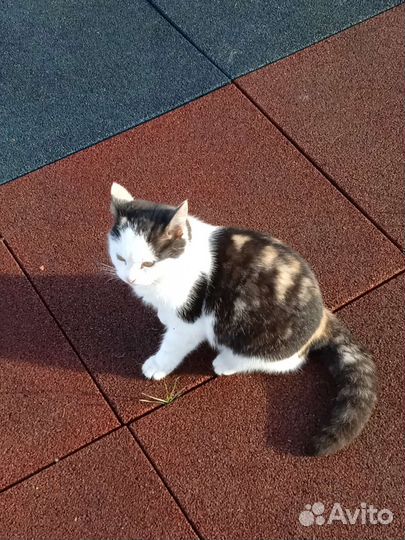 Кошечка от папы британца