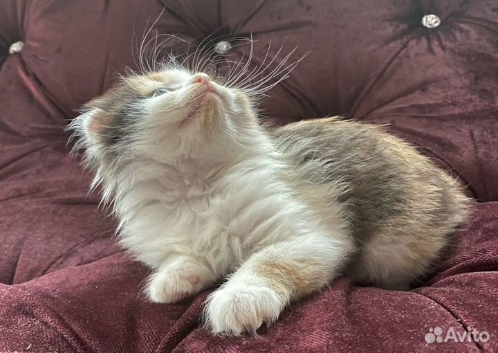 Котята в любящие ручки