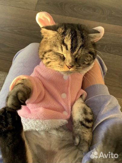 Одежда костюм для собак кошек