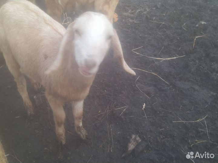 Дойные козы