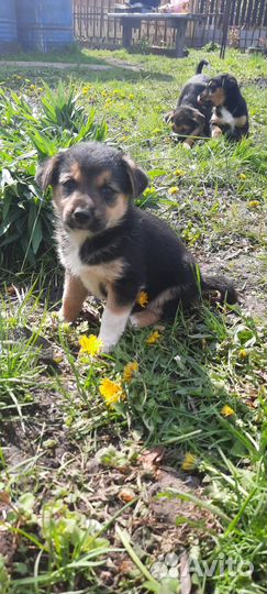 Щенки ищут дом